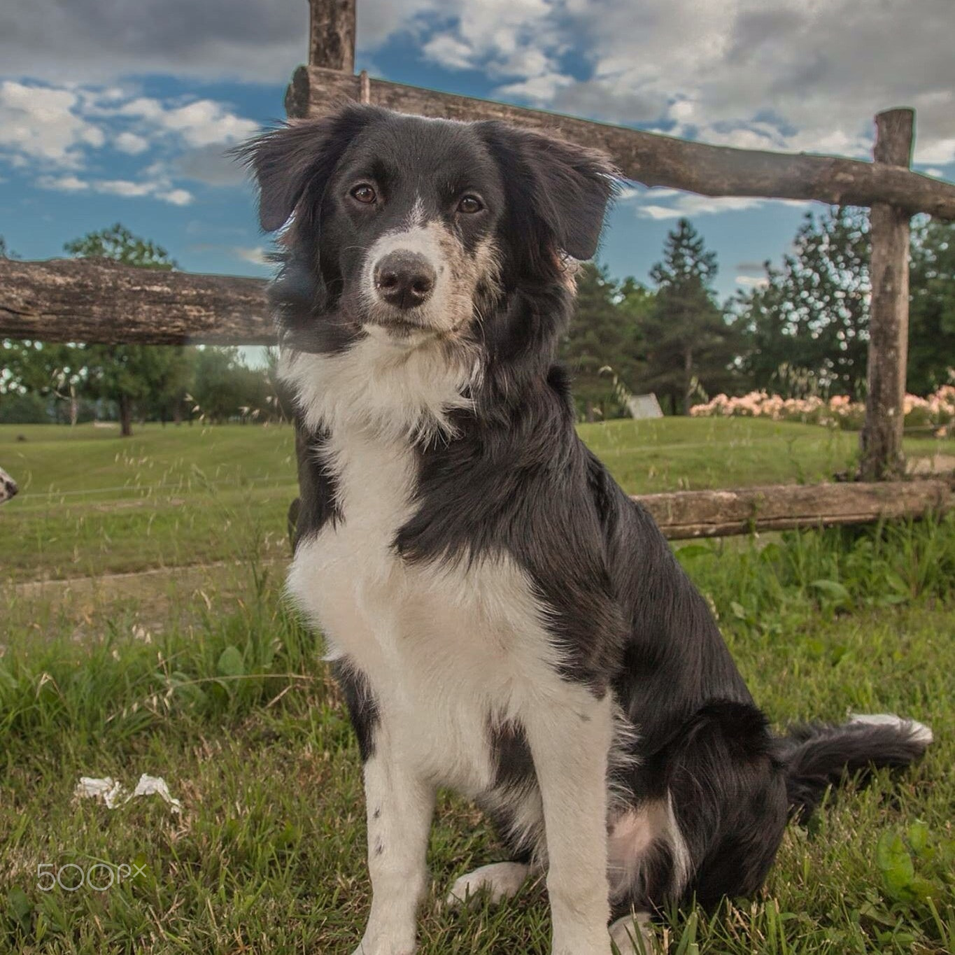 Black-and-white Border Collie sitting outdoors