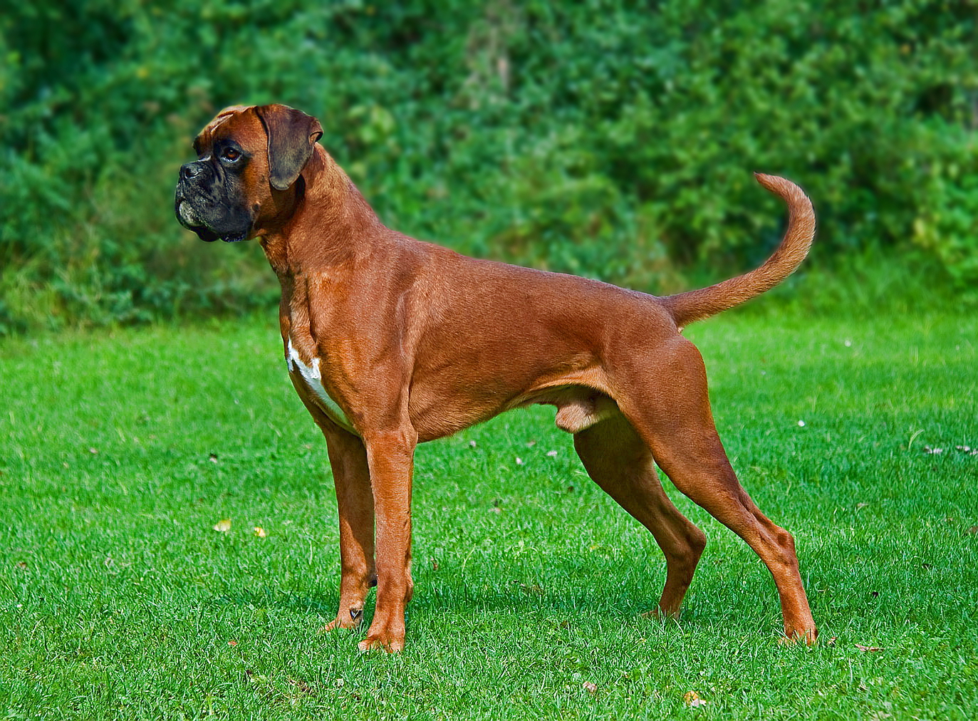Fawn Boxer standing on grass
