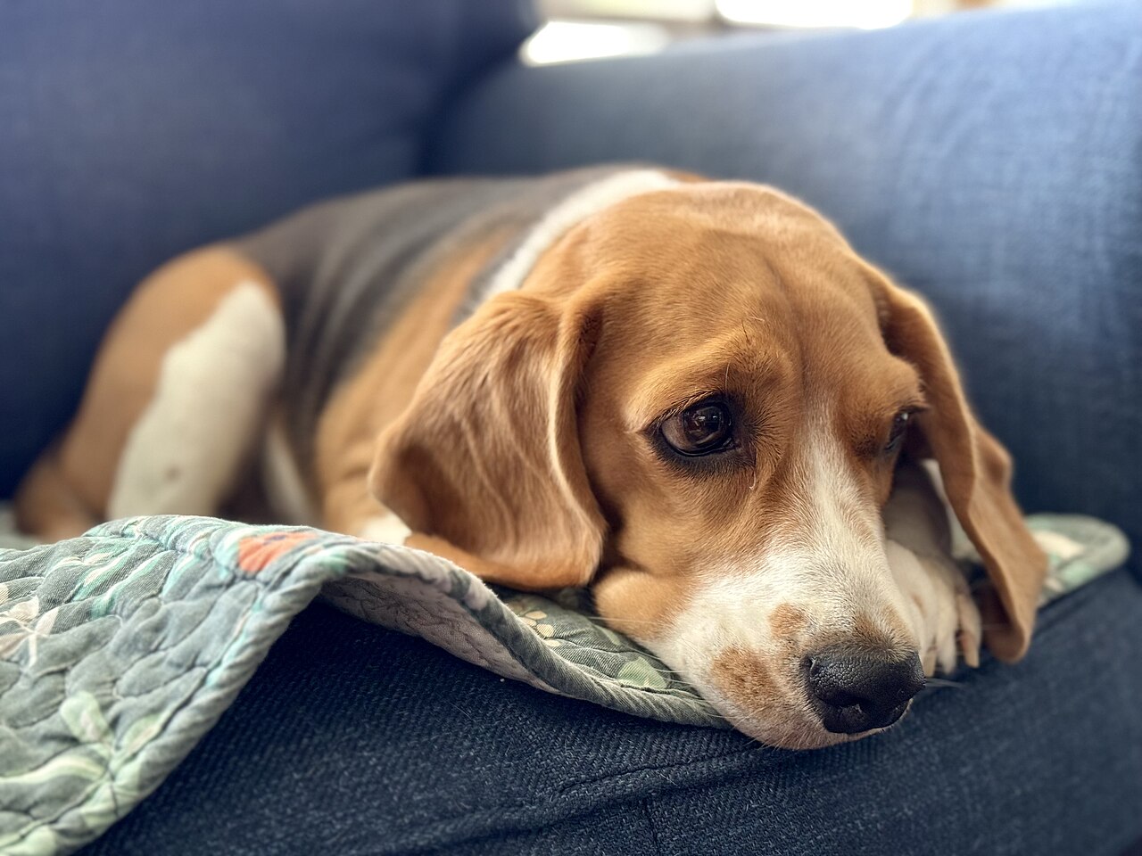 Beagle resting on a sofa