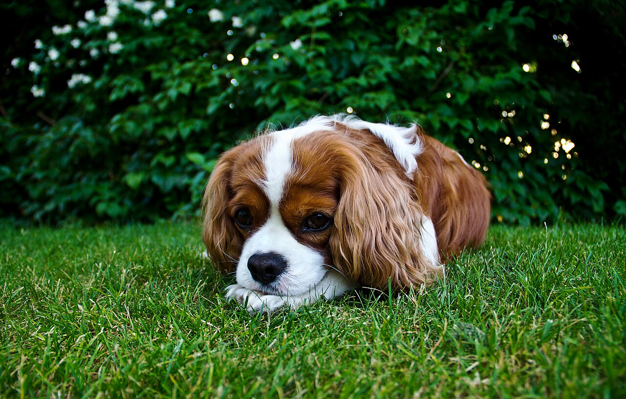 Blenheim Cavalier King Charles Spaniel lying in long grass
