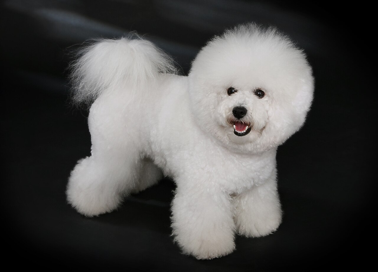 White Bichon Frise standing for a portrait