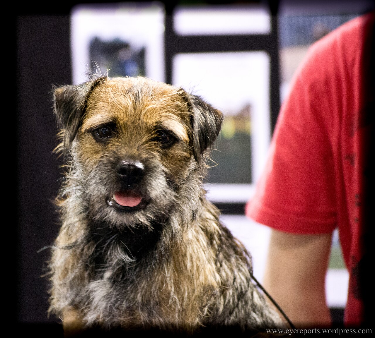 Border Terrier portrait at a dog show